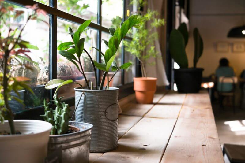 Small plant pot displayed in the window