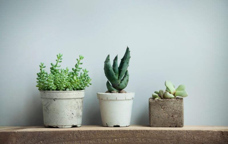 Close up of tiny succulents in diy concrete pots in scandinavian style home